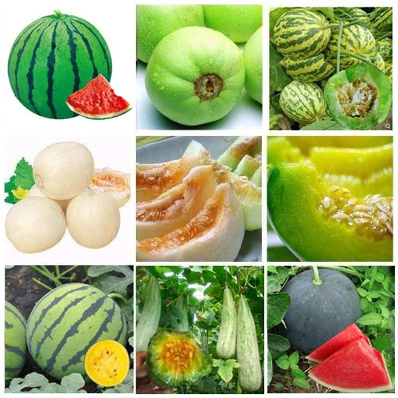 Fruits, vegetables, seeds, fruits, cantaloupe, watermelon,