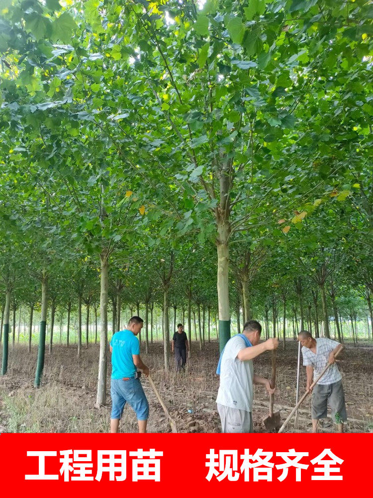 法国梧桐树苗速生法桐小苗 别名法桐青皮悬铃木 庭院风景绿化苗木