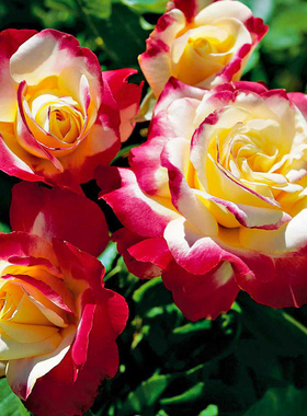 浓香型月季花苗阳台庭院盆栽绿植