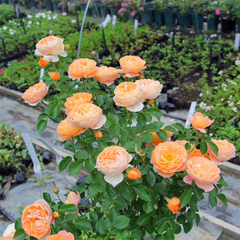 Juice balcony rose seedlings, outdoor indoor potted roses,