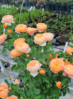 Juice balcony rose seedlings, outdoor indoor potted roses,