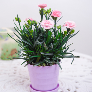 開花 花開人生迷你康乃馨花卉盆栽庭院陽(yáng)臺(tái)室內(nèi)觀花植物帶花苞四季