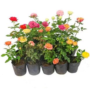 European rose seedlings, flowering roses, small seedlings,