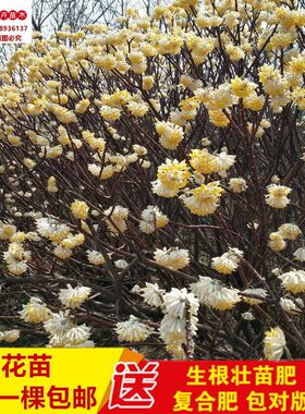 结香花苗庭院植物盆栽