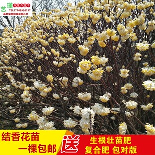 结香花苗结香苗盆栽结香树花打结花梦冬花喜花庭院吉祥植物爱情树