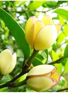 含笑花树/苗室内芳香浓花/卉绿/植盆/栽盆景含笑花/卉花植/物