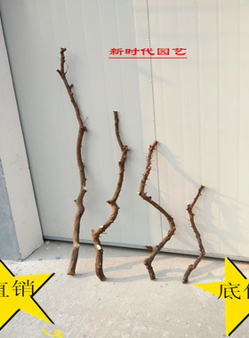 天然实木造型树杆枯木干枝龙骨杆枯树白树枝干树枝天然工艺品装饰