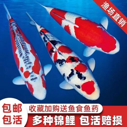 锦鲤鱼冷水鱼好养耐活