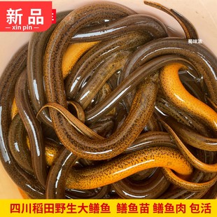 鳝鱼活体 四川稻田大黄鳝盘龙鳝长尾鱼鳝鱼苗土鳝鱼食用炖汤滋补