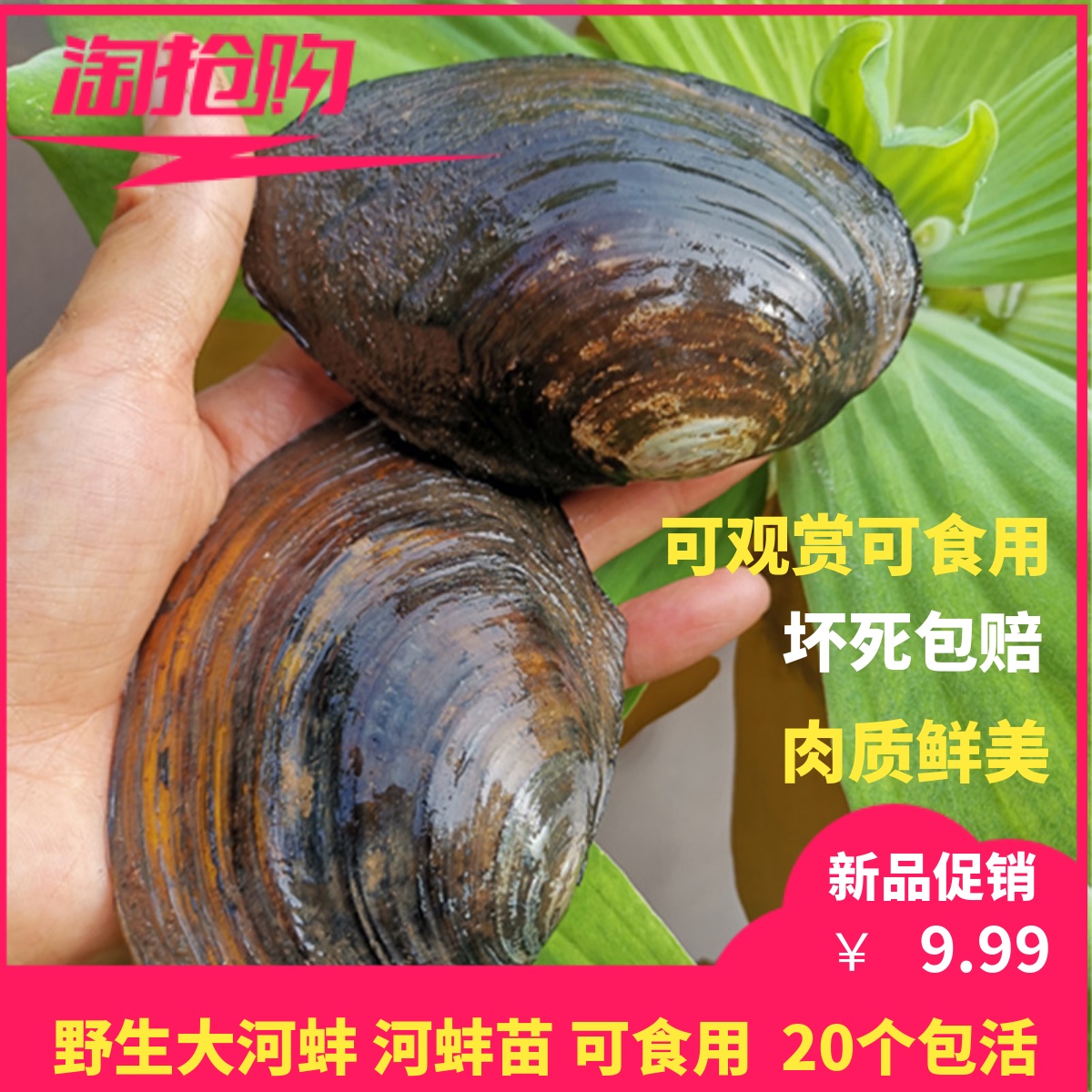 鲜活野生食用水产5斤包邮河蚌