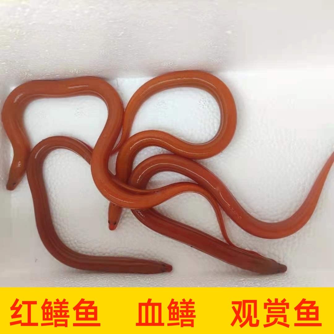 血鳝鲜活 鳝鱼苗 红黄鳝 财鱼 观赏鱼 黄金泥鳅活体 淡水鱼苗