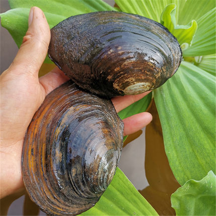 河蚌淡水鲜活 野生食用河蚌水产可观赏河蚌活体河蚌苗5斤包邮