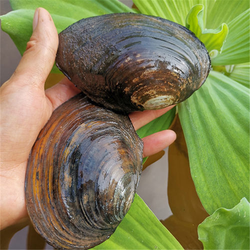 鲜活野生食用水产5斤包邮河蚌