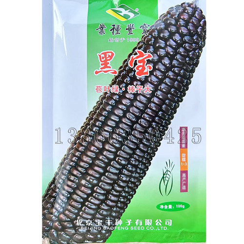 黑宝玉米种子 春夏秋播紫黑色大穗甜糯玉米籽口感好黑糯鲜食玉米