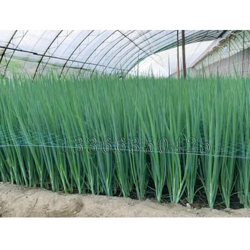 郎葱三号香葱种子 引进春秋栽培小葱籽独葱浓绿色晚抽薹蔬菜种子
