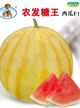 农发糖王西瓜种子 春棚室露地种植金黄皮大红瓤有籽西瓜肉质沙脆