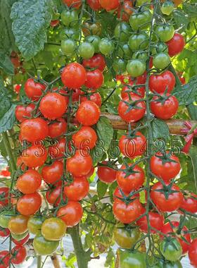 拉多克15号番茄种子 春秋播早熟红色圆形樱桃小番茄籽皮薄口感好