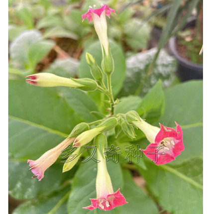 春播植物防虫药剂种子东北关东农村老汉观花观叶抗病驱虫大叶种子