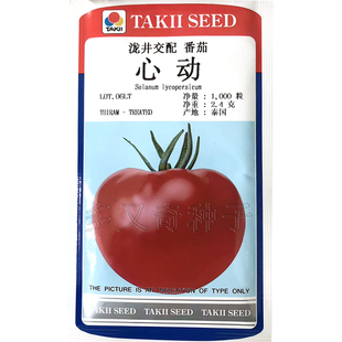 冬春播早熟节间短口感型粉果西红柿种子酸甜蔬菜籽 心动番茄种子