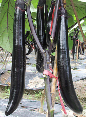 京茄10号茄子种子 春播紫黑色长茄籽果肉浅绿白色肉质细嫩蔬菜籽