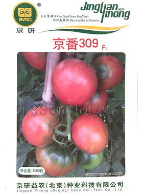 京番309番茄种子 春播早熟草莓番茄铁皮柿子西红柿种子味浓口感好