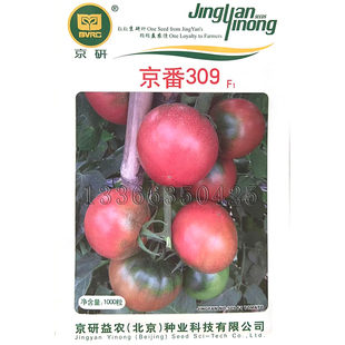 春播早熟草莓番茄铁皮柿子西红柿种子味浓口感好 京番309番茄种子