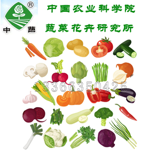 中科院种子 家庭装蔬菜种子番茄辣椒甜瓜南瓜香菜生菜农科院种子