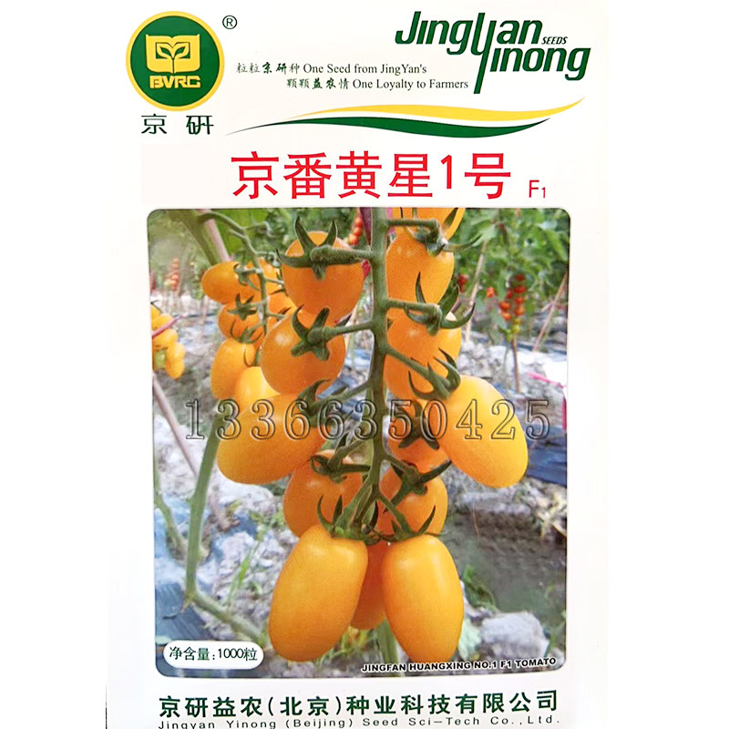 京番黄星1号番茄种子 春播黄色樱桃小柿子种子早熟皮厚肉硬口味甜