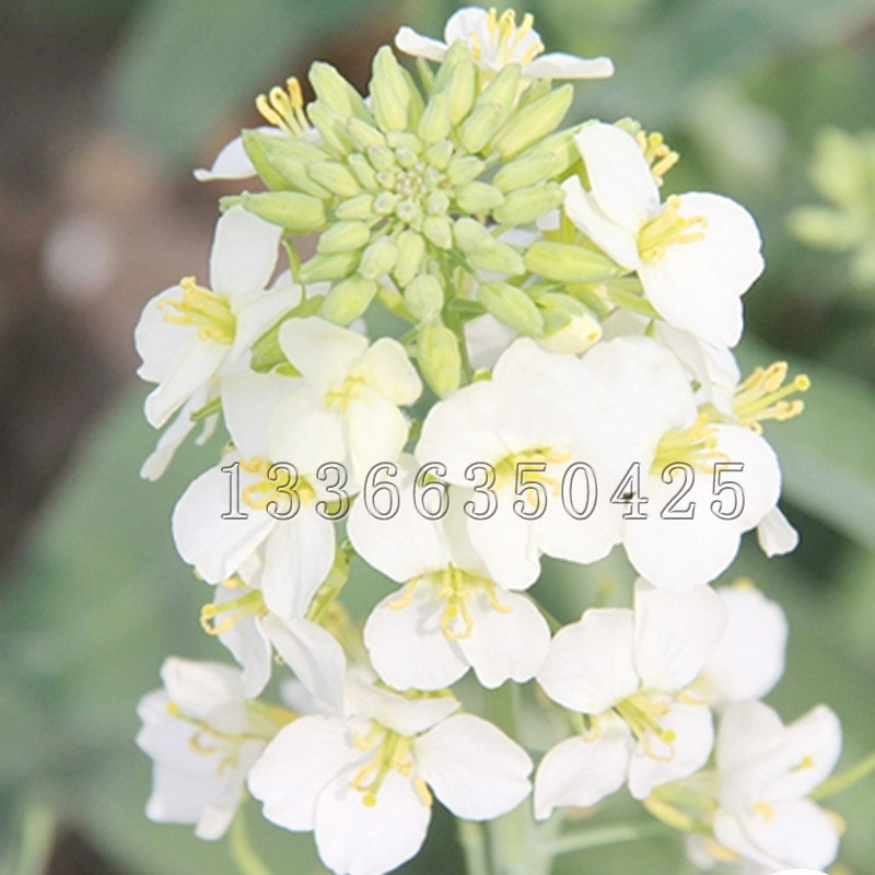 秋播白色观赏兼榨油菜花种子