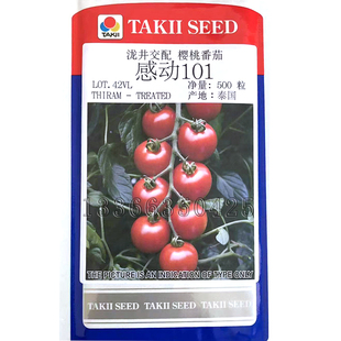 春秋播早熟无限生长深红圆果樱桃小番茄籽口感好 感动101番茄种子