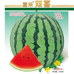 嘉禾双喜西瓜种子 春播中熟高圆形桃红瓤有籽西瓜水果籽松脆多汁
