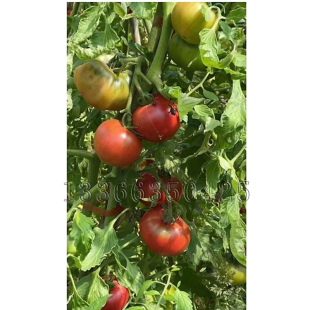 味多美2号番茄种子 冬春栽培早熟粉果圆形水果西红柿籽酸甜口感好