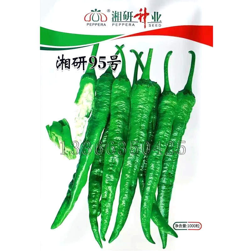 湘研95号辣椒种子 春秋播中熟皱皮长牛角椒皮薄微辣质细腻口感好