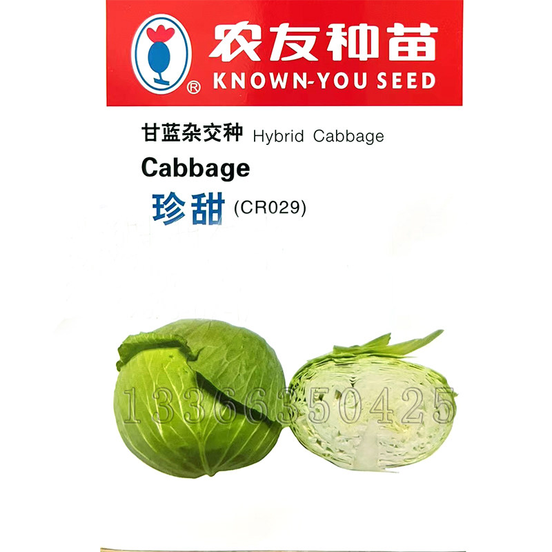 秋播水果甘蓝种子甜脆口感好图片