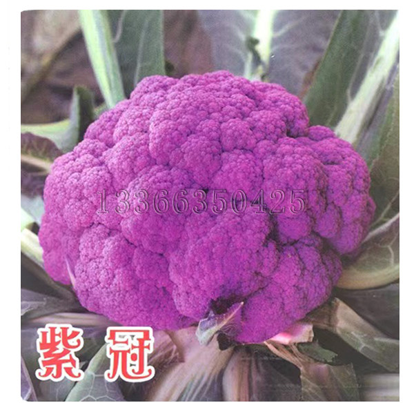 紫冠花菜种子 秋播紫色花椰菜种子紫红色菜花种子合抱特色蔬菜籽