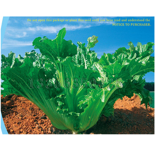 冠军苦菜种子 春秋播大花叶无毛叶色绿云南苦青菜芥菜种子蔬菜籽
