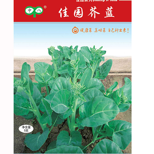 佳园芥蓝种子 春秋播芥兰种子品质脆嫩家庭阳台盆栽种菜蔬菜种子