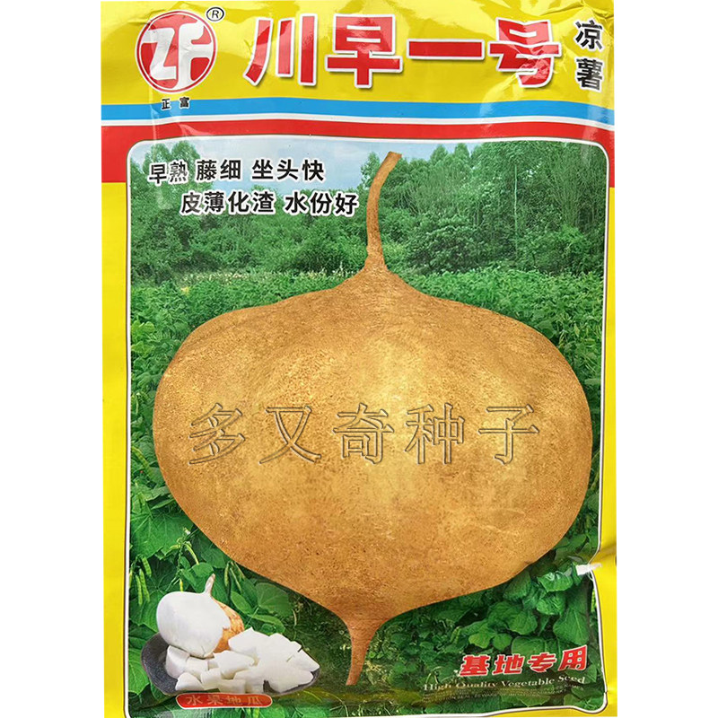 川早一号土瓜种子 春播早熟牧马山地瓜凉薯种子黄皮细藤皮薄化渣