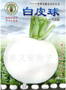 白皮球萝卜种子 秋播中早熟高圆形生食微甜多汁白圆萝卜蔬菜种子