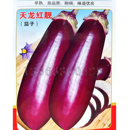 天龙红靓茄子种子 春秋播早熟皮红亮薄皮白肉挂果多肉茄子趴茄子
