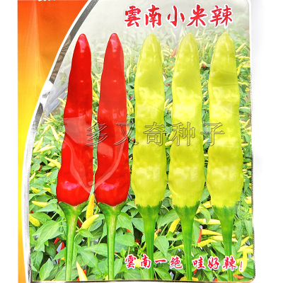 云南小米辣种子 西南地区冬春栽培小米椒泡椒朝天椒籽嫩果淡黄色