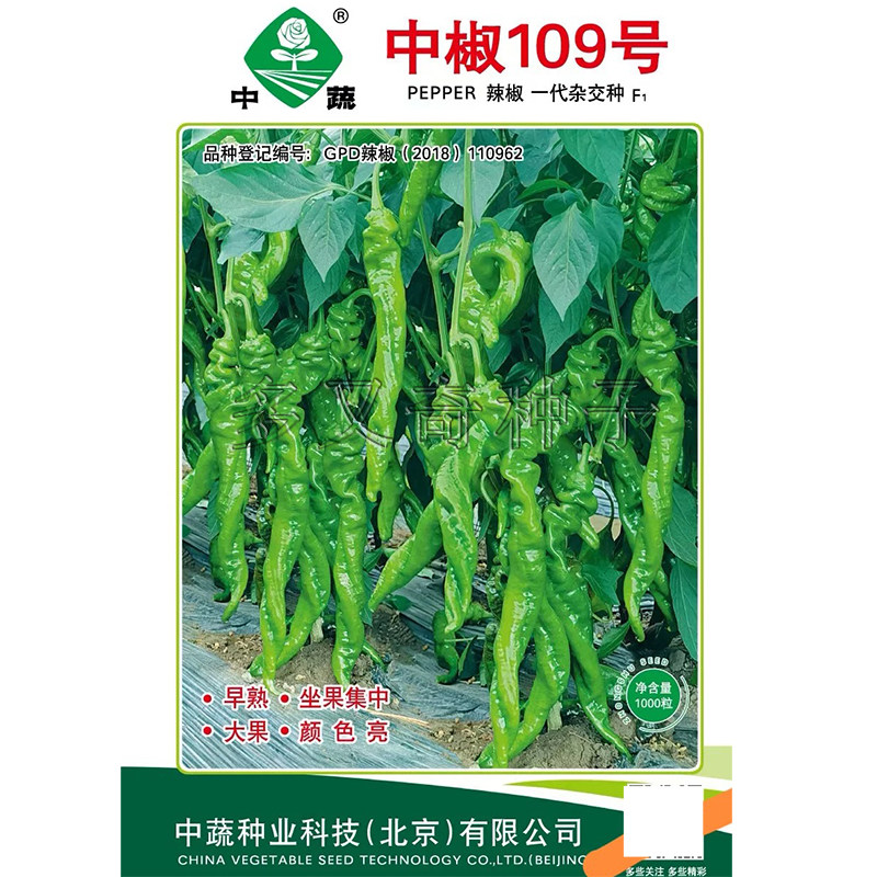 中椒109号辣椒种子 春露地保护地栽培早熟螺丝椒种子味辣蔬菜种子