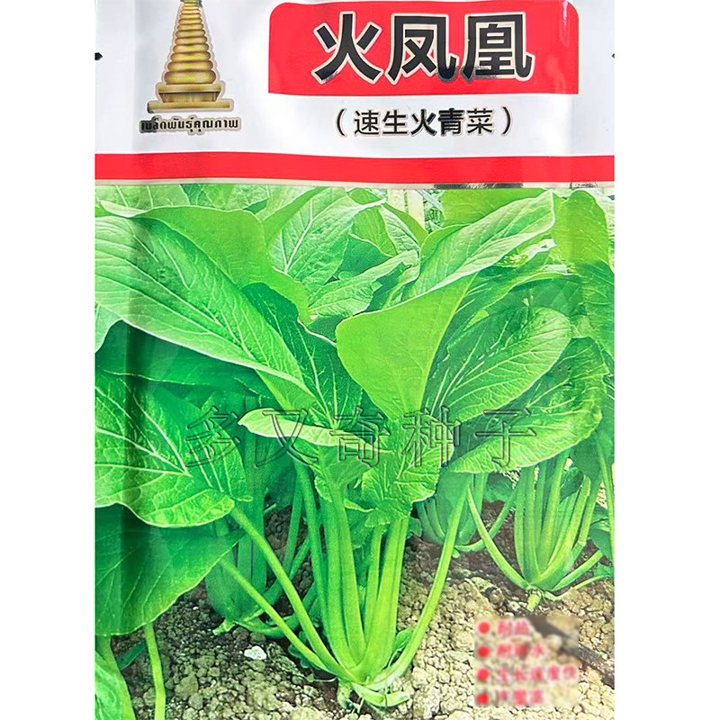 火凤凰速生火青菜种子 春夏秋播叶柄绿色扁圆细长口感甜脆蔬菜籽图片
