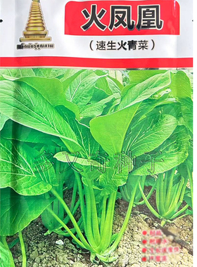 火凤凰速生火青菜种子 春夏秋播叶柄绿色扁圆细长口感甜脆蔬菜籽