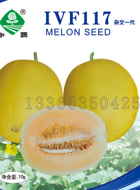 IVF117甜瓜种子 春播中熟厚皮高圆黄皮浅桔红色瓤香瓜种子水果籽