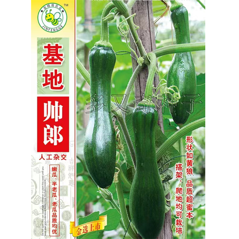基地帅郎南瓜种子 春播早熟嫩瓜绿色光滑嫩老南瓜兼用腔小蔬菜籽
