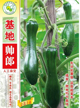 基地帅郎南瓜种子 春播早熟嫩瓜绿色光滑嫩老南瓜兼用腔小蔬菜籽