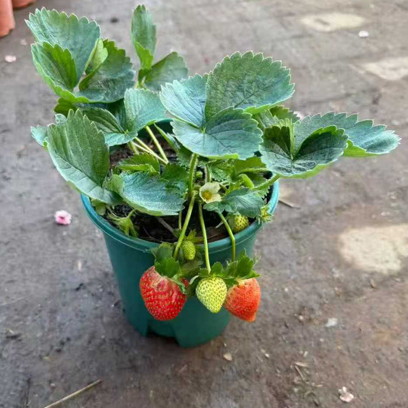 1加仑红草莓盆栽 云南品种带花带果发货家庭阳台盆栽种菜观赏食用