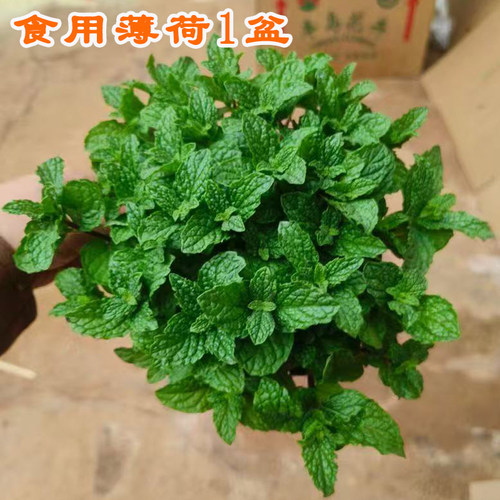 食用薄荷苗 春夏秋种植多年生芳香蔬菜种苗味浓阳台盆栽地栽均可