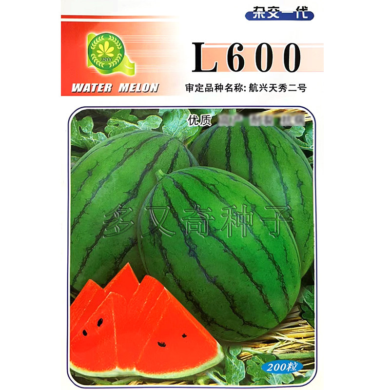L600西瓜种子 航兴天秀二号小礼品西瓜籽椭圆形酥脆口感好水果籽